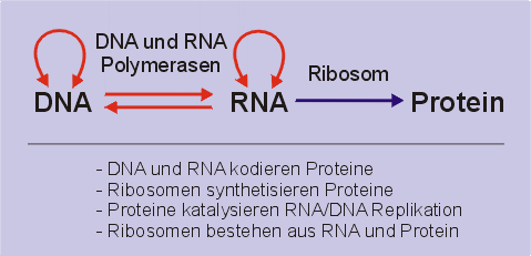 Molekularbiologische Stoffwechselwege