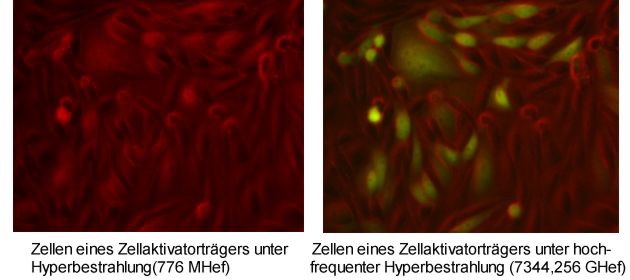 Zellen eines ZA-Trägers